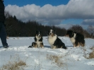 Unsere Hunde