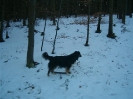 Hunde
