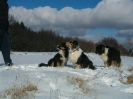 Unsere Hunde