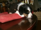 Unsere Welpen