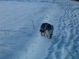 Hunde