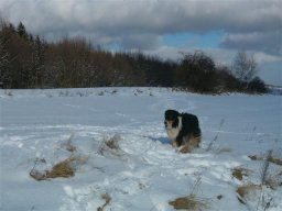 unsere_hunde_20110403_1043210707