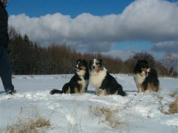 unsere_hunde_20110403_1170552543