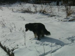 unsere_hunde_20110403_1172311077