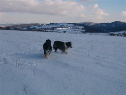 unsere_hunde_20110403_1198122717