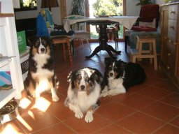 unsere_hunde_20110403_1255511869