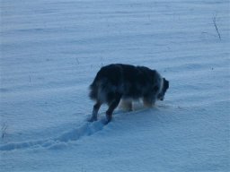 unsere_hunde_20110403_1269471085