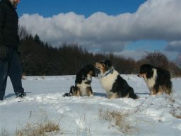 unsere_hunde_20110403_1589965973