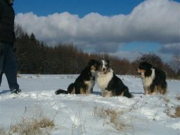 unsere_hunde_20110403_1627091942