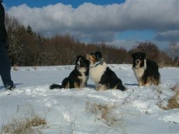 unsere_hunde_20110403_1678284510