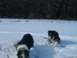 unsere_hunde_20110403_1715752789