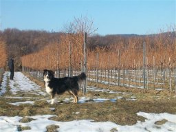 unsere_hunde_20110403_1766962215