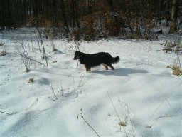 unsere_hunde_20110403_1813547488