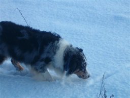 unsere_hunde_20110403_1957869648