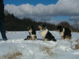 unsere_hunde_20110403_2047134002