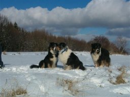 unsere_hunde_20110403_2084670916