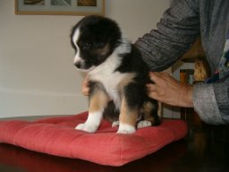 Welpen &raquo; Welpen 2011