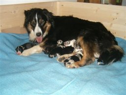 pups_020_small_20110415_1953285881