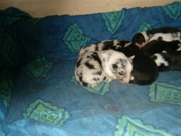 pups_027_small_20110415_1980397358