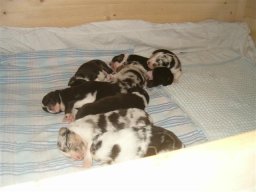 pups_034_small_20110415_2086784467