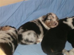 pups_043_small_20110415_1559168487