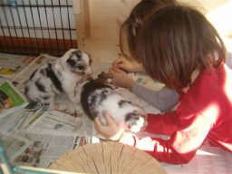 pups_085_small_20110415_1171216589