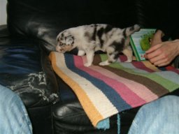 pups_097_small_20110415_1494414280