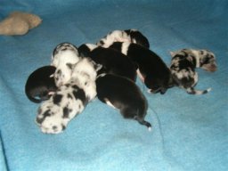 welpen_2011_20110403_2087819428