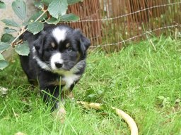 welpen_2020_25_20200707_1813940435