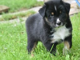 welpen_2020_42_20200707_1598926926