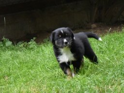 welpen_2020_44_20200707_1035027296